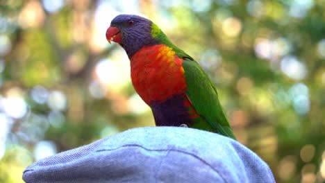 salvaje y hermoso lorikeet arco iris, trichoglossus moluccanus manchado sentado y parloteando en la parte superior de la cabeza de una persona, tiro de cerca