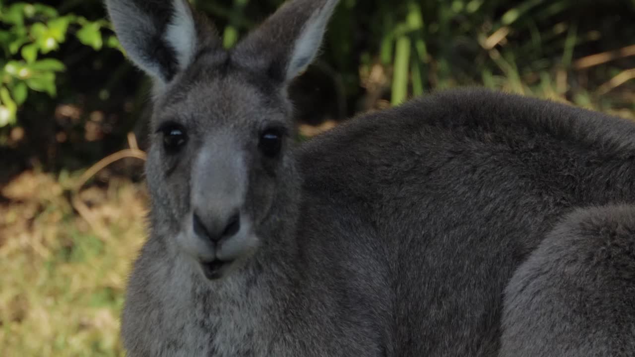 canguro gris oriental alimentándose de la hierba verde fresca en el parque - santuario de animales en qld, australia - cerrar