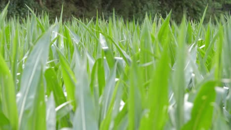 De-Cerca-Del-Campo-Agrícola-Maíz-Verde-Brillante-Moviéndose-Con-El-Viento