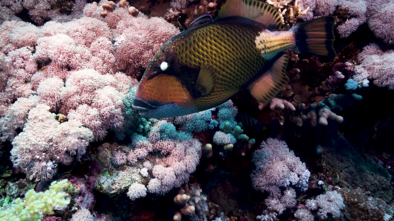 Premium stock video - Large titan triggerfish swimming on a colorful ...