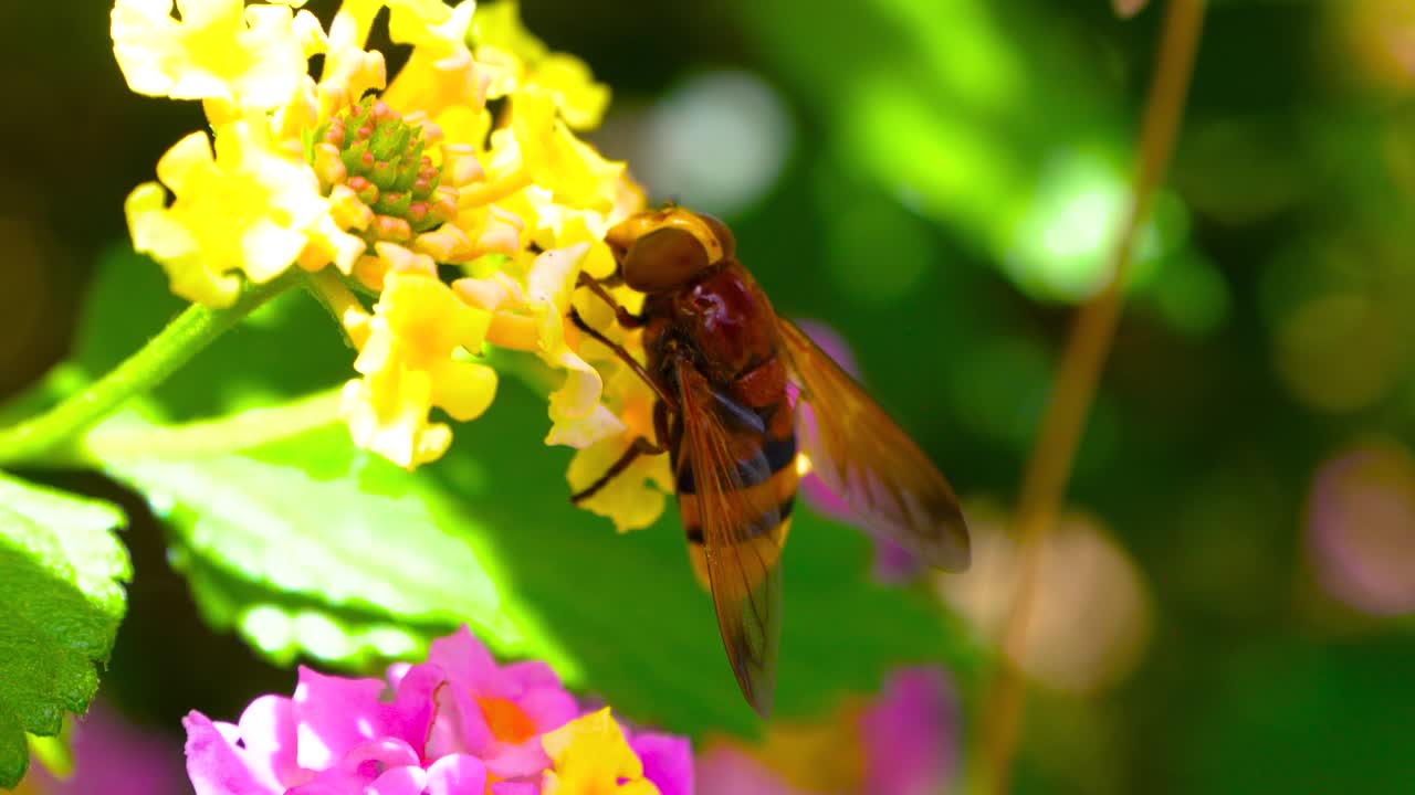 APIS HONEY BEE COLLECTING NECTAR IN YELLOW  FLOWERS IN THE MADRID RETREAT PARK DURING THE MONTH OF JUNE 2020