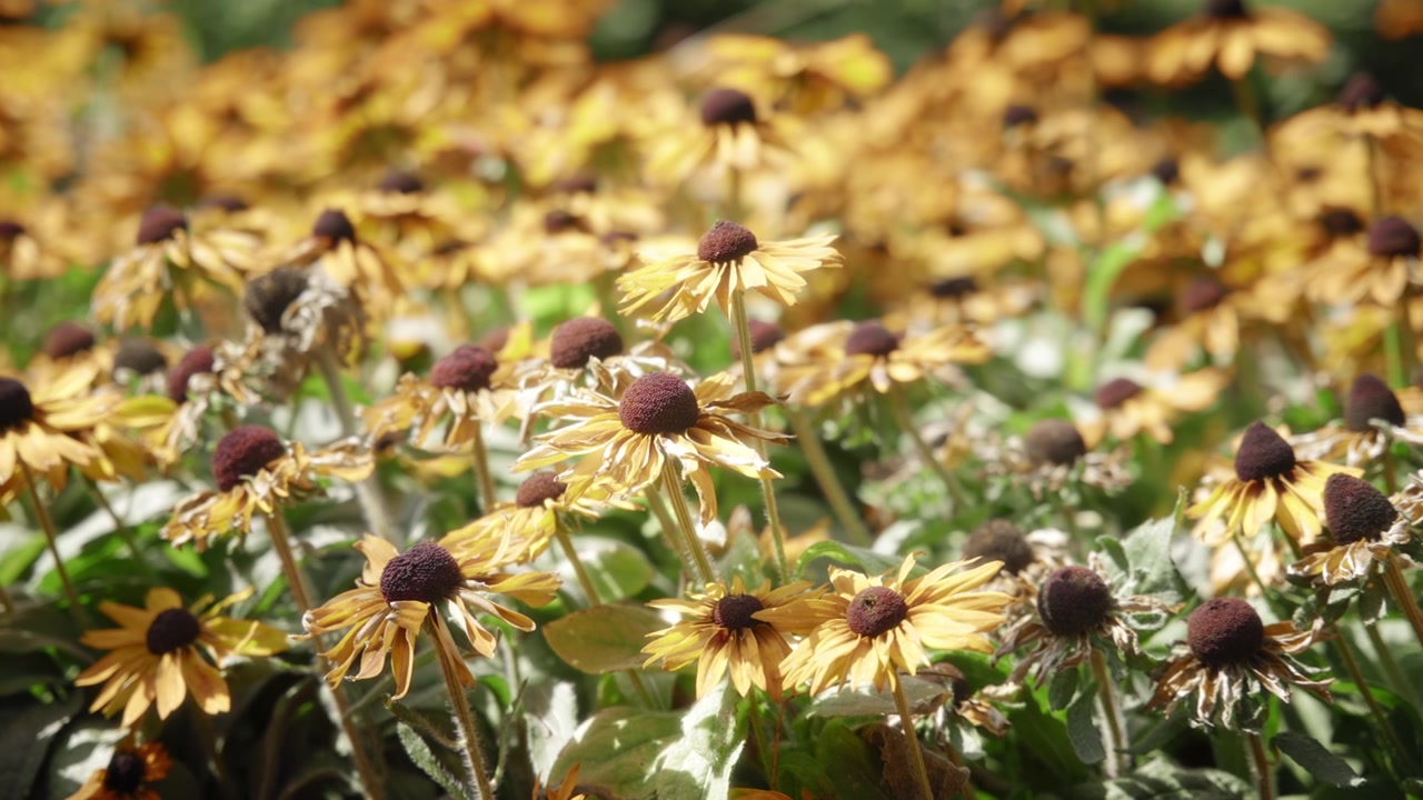 Fiori di Rudbeckia colorati