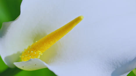 primer plano de una flor de calla lily rodeada de frondoso follaje verde