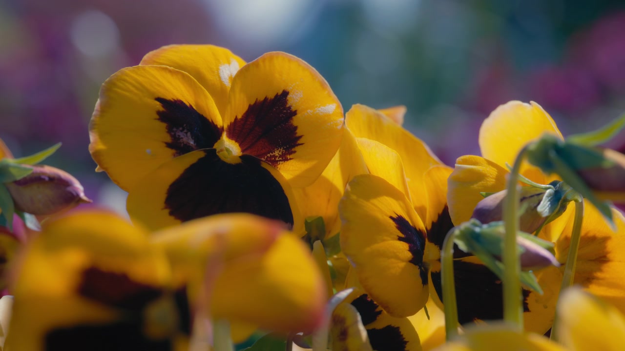 Primo piano di fiori di viola del pensiero gialli che crescono in giardino.