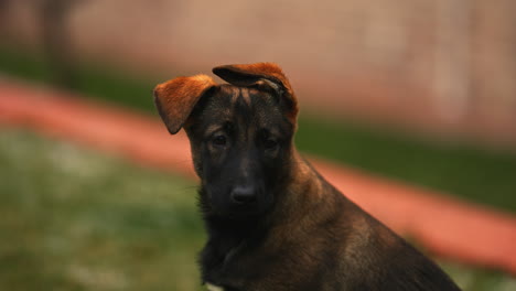 portrait of a cute purebred belgian malinois puppy, looking around, with adorable messy ears