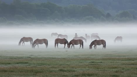 A Serene Morning in the Mist: A Group of Horses Grazing in a Foggy Meadow, Capturing the Natural Beauty of Wildlife in Early Dawn Light