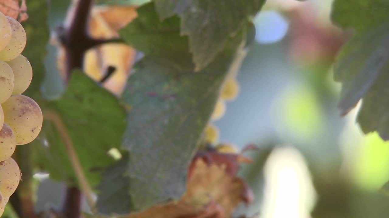 살리나스 계곡 포도원 몬테레이 카운티 캘리포니아에서 와인 포도를 가로질러 팬