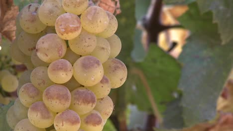 pan a través de las uvas de vino en un viñedo del valle de salinas, el condado de monterey, california