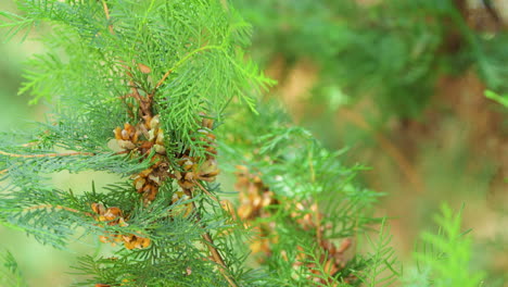 varied tit bird lands on thuja ripe cone pick seed or nut in beak and fly away in slow motion closeup