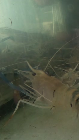 camarón moviéndose en un tanque de agua