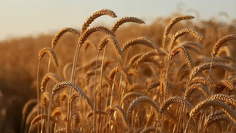 el campo de trigo dorado al atardecer