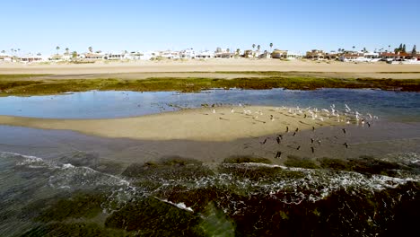 aerial a low tide exposed sand bar attracts seabirds, rocky point, puerto peñasco, gulf of california, mexico