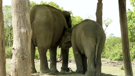 baby elephant drink the milk of mother in the farm of nat. park chitwan, nepal.