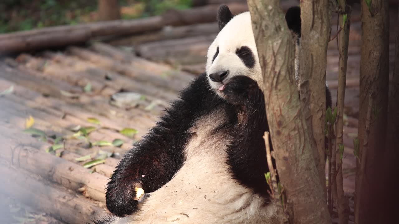 un panda juguetón descansa contra un árbol en el centro de investigación de pandas de chengdu en china