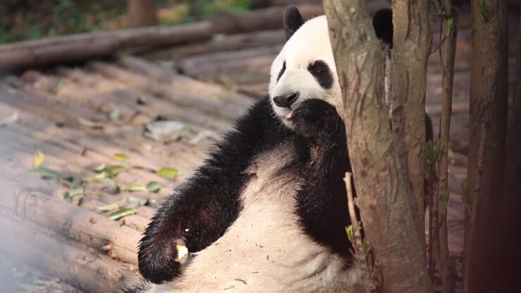 Playful panda rests against a tree at Chengdu Panda Research Center in China