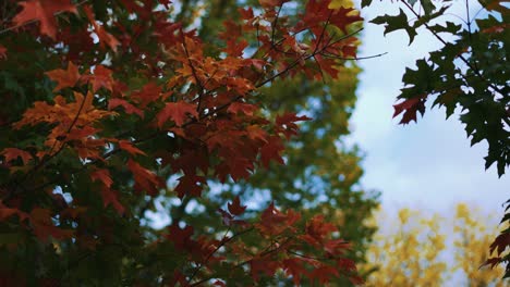 hojas de otoño de árboles de arce