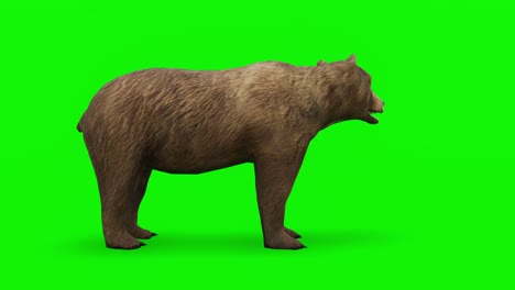 waiting bear - high quality, chroma key and loopable