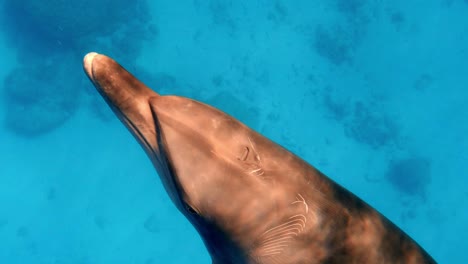 Un-Delfín-Atravesando-Elegantemente-El-Océano---Toma-Bajo-El-Agua