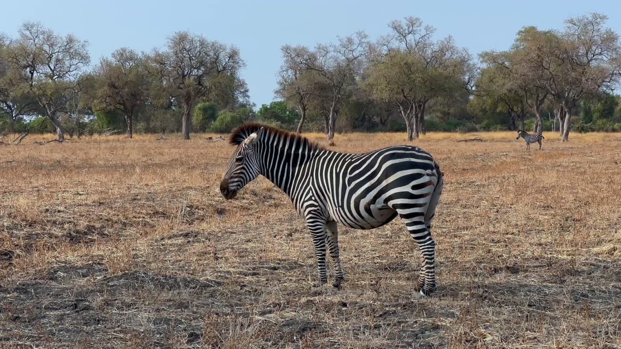Crawshay's zebra (Equus quagga crawshayi) that lost its tail in a fight tries to move its non-existent tail. South Luangwa National Park, Zambia.