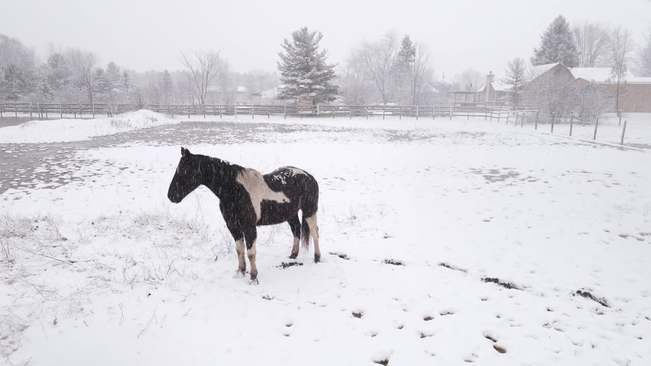 hermoso caballo blanco y negro de pie en la nieve durante la tormenta de nieve