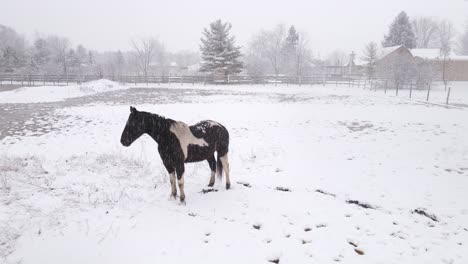 Schönes-Schwarz-weißes-Pferd,-Das-Während-Eines-Schneesturms-Auf-Schnee-Steht