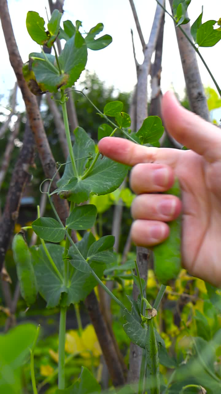 Close up view of a womans white diverse hand picking and taking fresh home grown peas oe pea pods from a green bush in a cloudy garden during summer time. Fresh, tasty and delicious