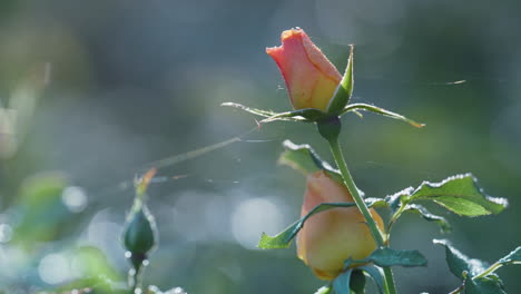pink rose bud growing floral garden close up. sunlight shine on blossom bushes.
