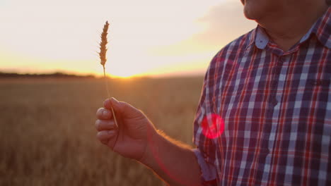 close up of senior adult farmer holding a spikelet with a brush of wheat or rye in his hands at sunset looking closely studying and sniffing enjoying the aroma in slow motion at sunset