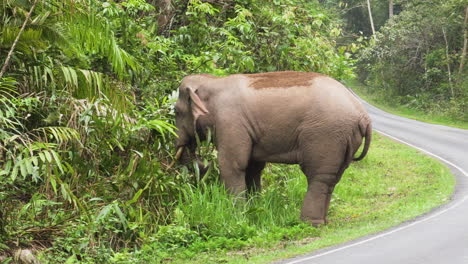 wild asian elephant on side of road