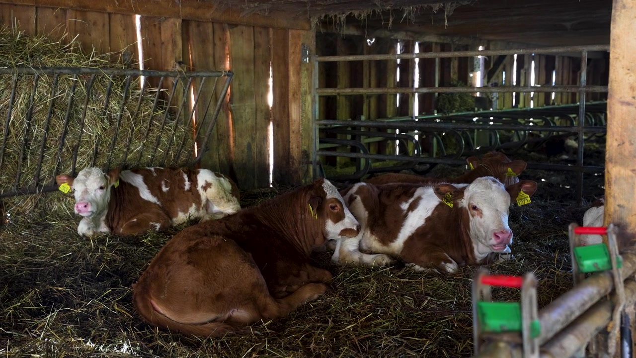 Primo piano, bestiame biologico nutrito a erba riposa sul fieno all'interno di un fienile in legno in una fattoria alpina svizzera, che mostra la cura del bestiame, l'agricoltura rurale e la tradizionale agricoltura di montagna