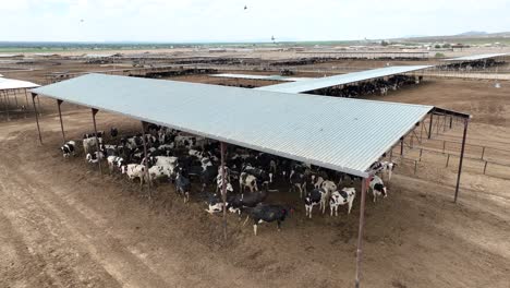 beef cattle in feed lot in southwest usa