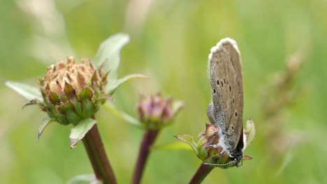 gray moth gently moves over blossoms of a flower moving in the wind in a green field - close up slow motion