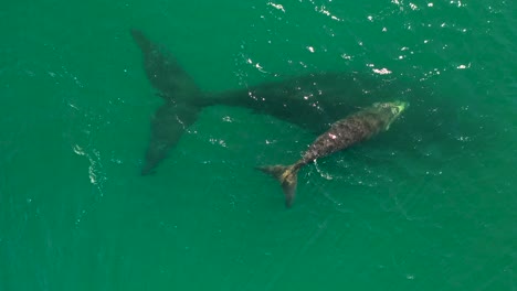 vista aérea de ballena franca austral y ternero recién nacido en bahía falsa en fish hoek, sudáfrica