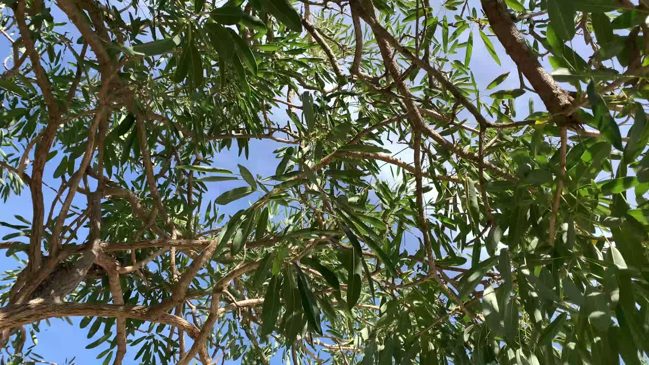 오후의 태양이 있는 나무의 무성한 녹색 잎의 아래에서 위로 보기