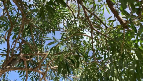 Bottom-up-view-of-lush-green-foliage-of-trees-with-afternoon-sun