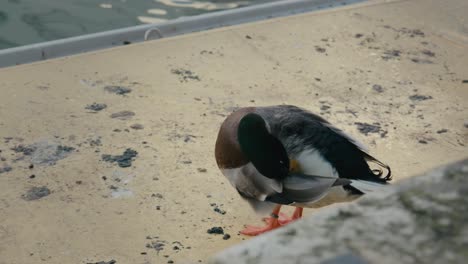 Riverside-Preening:-Mallard-on-Venice-canal-Shore