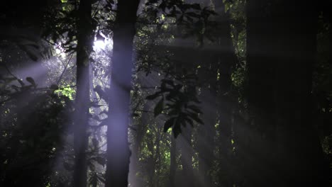ufo en el bosque