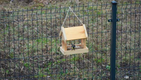 Shot-of-colorful-titmouses-coming-and-going-on-a-wooden-birdfeeder-hanging-on-metal-fence