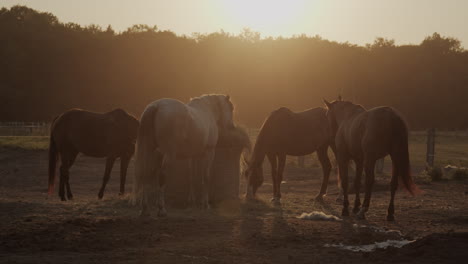 horses in the paddock