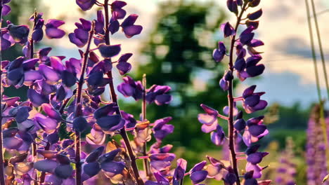 purple wildflowers in focus with blurry background and soft sunlight on petals. natural floral background with sun flare on golden hour