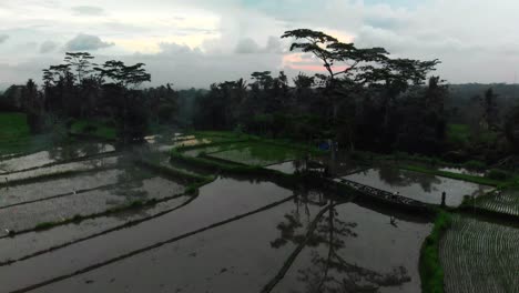 Beautiful-aerial-drone-view-of-typical-rice-fields-flooded-with-water-in-Bali-island-in-Indonesia