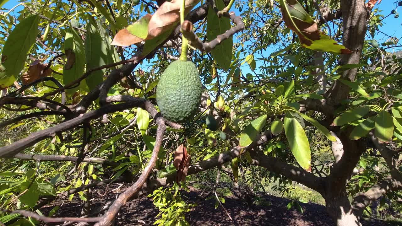 primer plano de aguacate maduro que crece en un árbol en españa