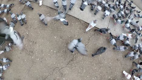 top view of huge flock of pigeons in the city street