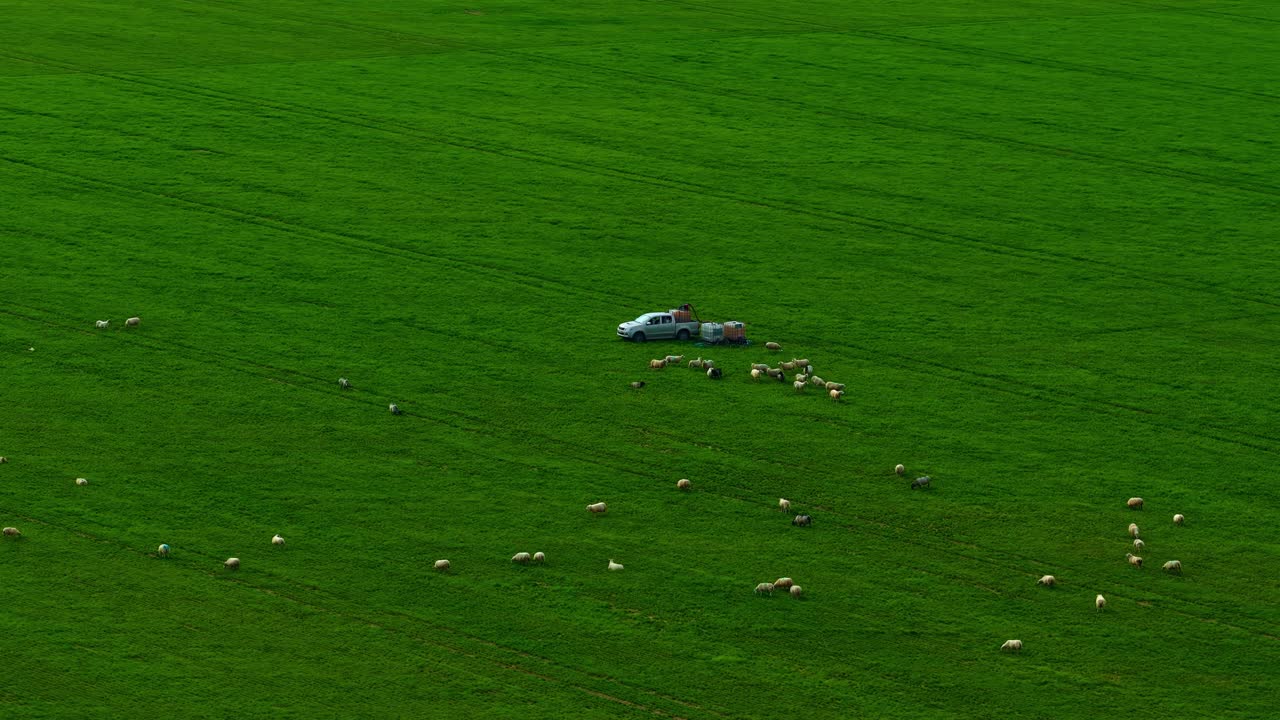 Above flock of sheep grazing in a large, green pasture rural countryside crop field