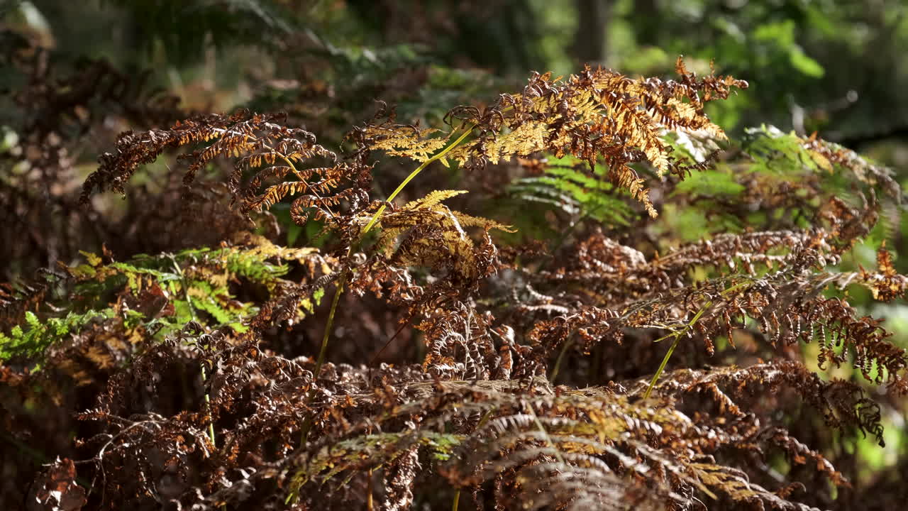 el viento sopla y la luz del sol otoñal ilumina las plantas de helecho comunes en un bosque inglés