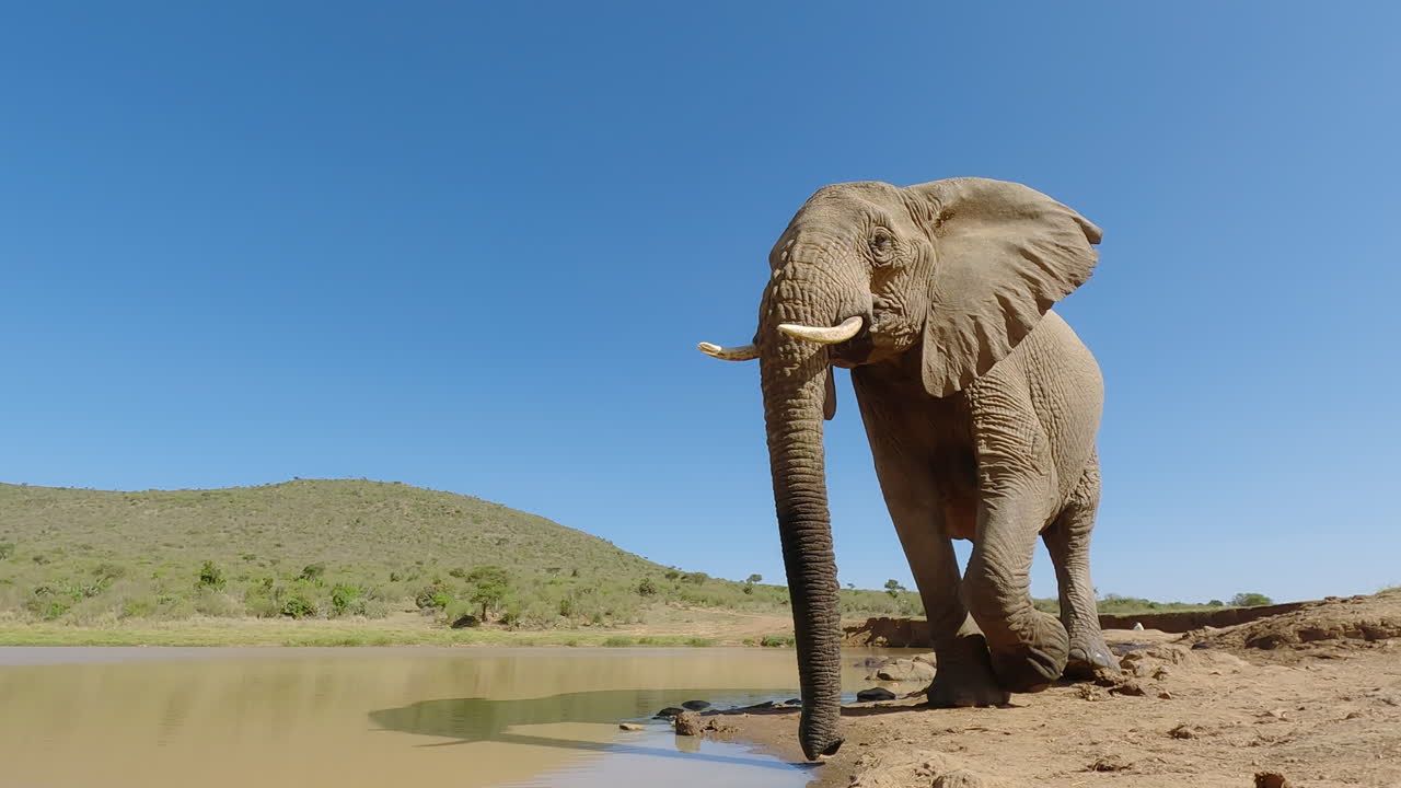 Meget bred lavvinkel af en gående afrikansk savanneelefant