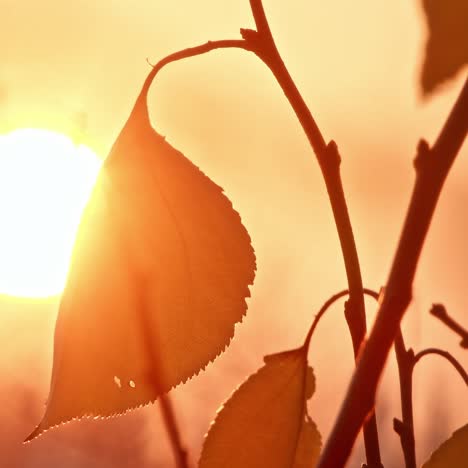 warm autumn scenery in a forest