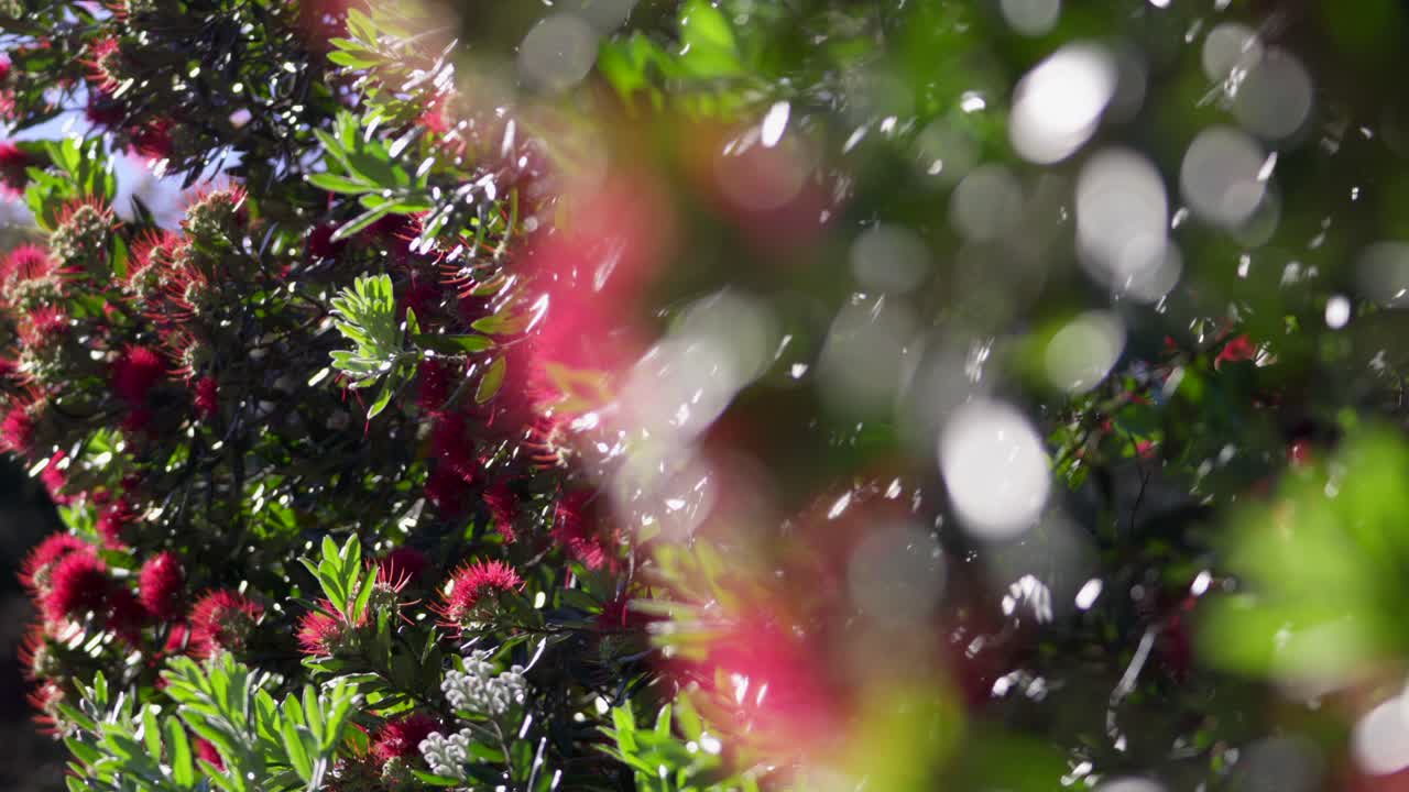 Close up of Pohutakawa tree red mass stamens flower petal on sunny day, focus pull