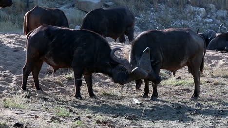 dos machos de búfalo africano del cabo se miden mutuamente entrenando