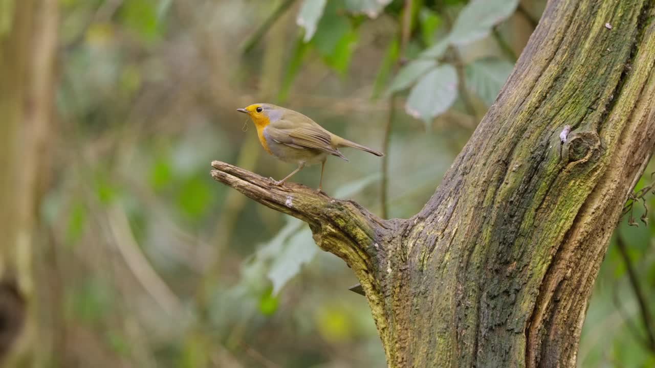 Robin shifts weight on mossy branch, twitching gently in soft slow motion forest light